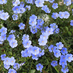 Blue Flax Wildflower Seeds 1/4 Lb Mylar Packet - Linum lewisii - Everwilde Farms