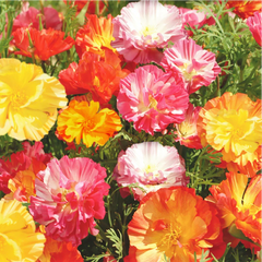 California Poppy Seeds - Ballerina Mix - Rainbow Iceland Paper Flower - Papaver californicum