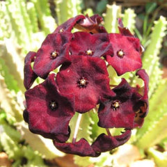 Caralluma Umbellata Potted Plant - 3.5" Rare Succulent - Well Rooted, Healthy