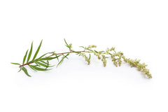 Mugwort Herb Seeds 500+ Medicinal Culinary Perennial Artemisia Vulgaris