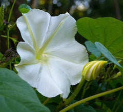 White Morning Glory Seeds, Moonflower Vine, Variety Sizes - Ipomoea alba, Fast-Growing Garden Plant, Free Shipping