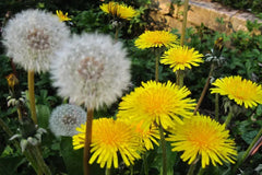 Dandelion Seeds 100+ Organic Taraxacum officinale USA Grown Harvested 05/2025