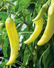 Sweet Banana Pepper Seeds 50+ Count, Mild Culinary Flavor - Capsicum annuum
