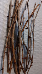 6 Japanese Barberry Bush Cuttings – Berberis thunbergii, Organic Unrooted Shrubs with Edible Berries, Hardy, Easy to Grow