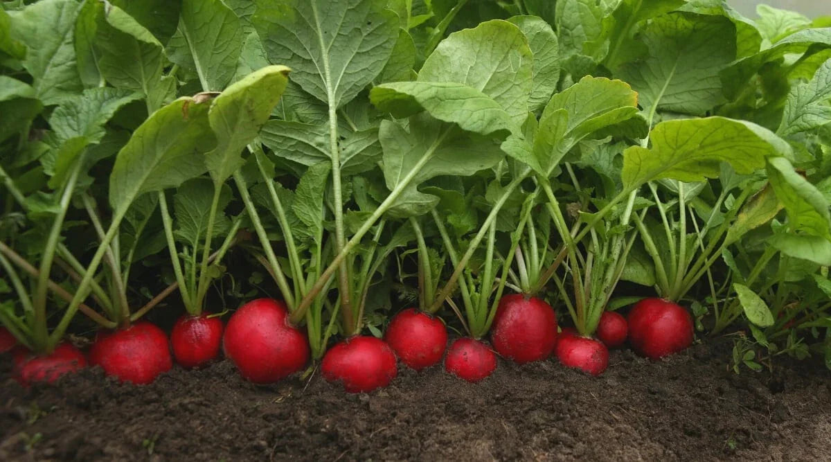 Rudolf Radish Seeds - 500+ Count - Garden Planting - Raphanus sativus - USA Grown - Non-GMO