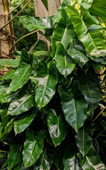 Philodendron Plant with Roots | Burle Marx Variety | Easy to Grow, Air Roots | Philodendron 'Burle Marx'