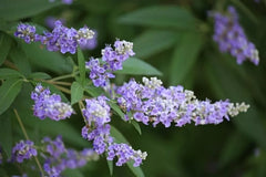 Monks Pepper Tree Seeds - 30 Count - Vitex agnus-castus - Herbal Supplement for Natural Remedies