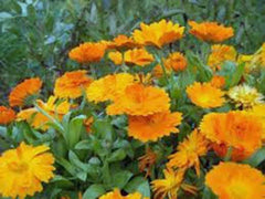 Calendula Seeds - 1000+ Newly Harvested, Vivid Golden Blooms - Calendula officinalis
