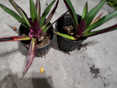 Multicolor Tradescantia Spathacea Plant - Moses in The Cradle - Dwarf Oyster Plant - Indoor Houseplant