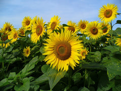 Sunflower Seeds, 30 Count, Mammoth Grey Stripe, Helianthus annuus, Giant Flowering Seeds for Garden
