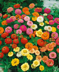 Zinnia Seeds - 200 Count - Thumbelina Mix Dwarf - Non-GMO - Attracts Butterflies & Hummingbirds - AAS Winner