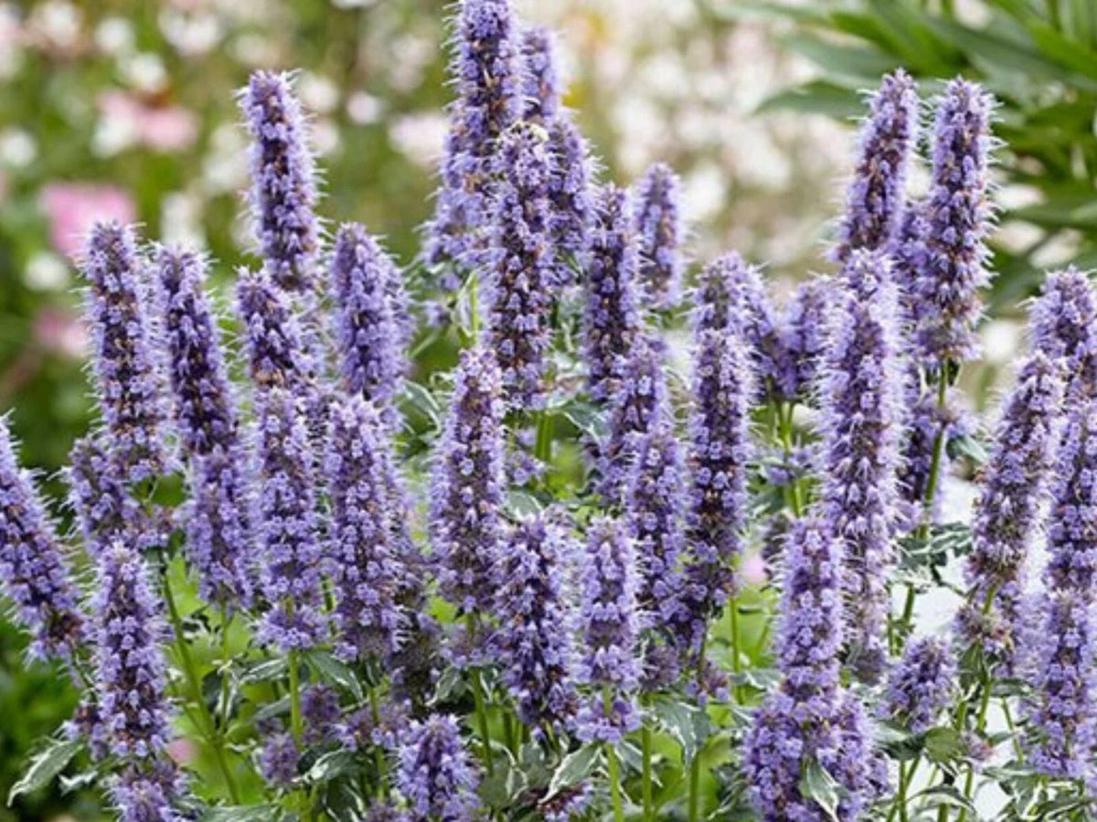 Agastache Rugosa Crazy Fortune Plug - Aromatic Herb Seedlings - Ready to Grow - Perennial Herb for Gardens