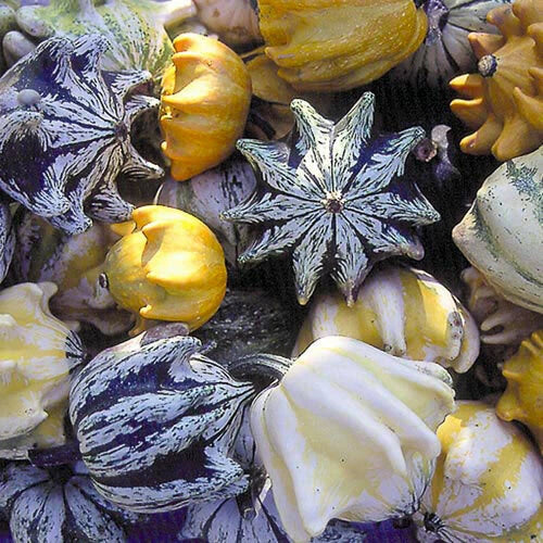 Ten Commandments Gourd Seeds - 25+ Fresh Seeds - Unique Decorative Gourd (Cucurbita pepo)