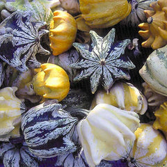 Ten Commandments Gourd Seeds - 25+ Fresh Seeds - Unique Decorative Gourd (Cucurbita pepo)