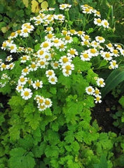 Feverfew Herb Seeds - 100+ Pack - Tanacetum parthenium - Featherfew, Bachelor's Buttons