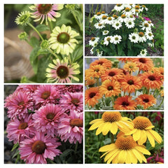 Echinacea 'Color Your World' Combo Live Perennial Plants, 5 Plugs, Varieties: Sombrero Lemon Yellow, Prairie Blaze, SunSeekers Fuchsia, Pow Wow White, Mineola