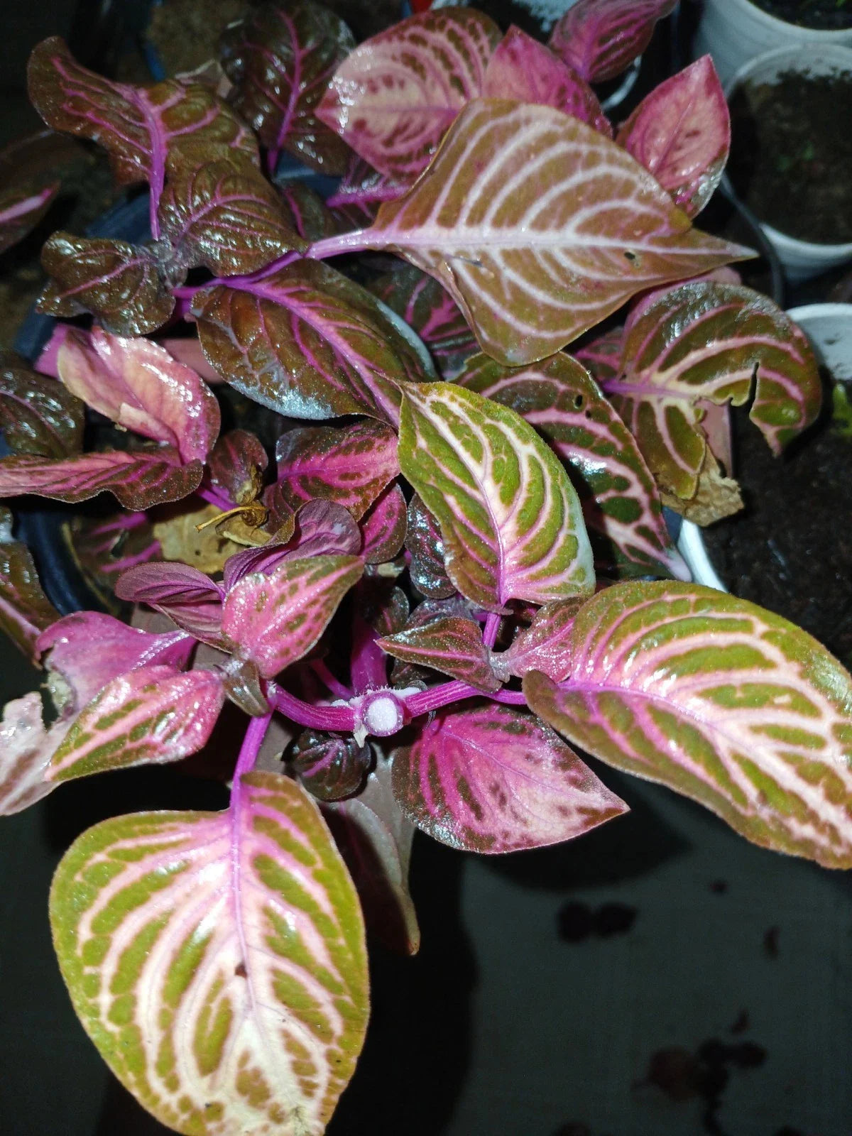 Rare Bloodleaf Plant - Iresine herbstii - Vibrant Pink & Green Foliage - Live Houseplant