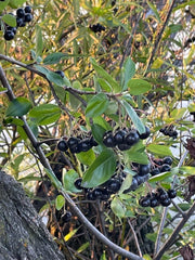 Black Chokeberry Seeds - Aronia melanocarpa - Choose Your Quantity for Planting