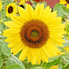 Lemon Queen Sunflower Seeds - 50+ Native Wildflower Seeds for Summer Garden - Helianthus annuus