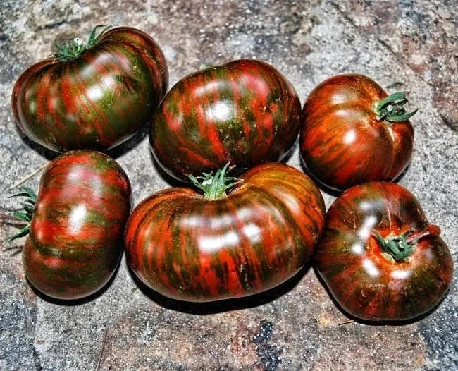 Chocolate Stripe Tomato Seeds - 30+ Heirloom Organic Non-GMO - Rare Variety for Home Gardening - Solanum lycopersicum