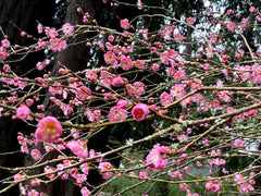 Japanese Ume Plum Cuttings 4-Pack Pink Variety Fragrant Winter Flowers Edible Fruits Prunus mume