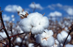Non-GMO White Cotton Seeds - Gossypium Variety with Tracking - Organic Planting Seeds for Gardening and Agriculture