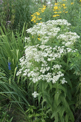 Tall Boneset Seeds - Eupatorium altissimum - 300+ Premium Seeds for Herbal Gardens, Pollinator Friendly, Native Wildflower