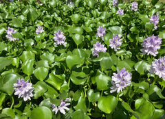 15 Medium Water Hyacinth Pond Plants - Floating Live Aquatic Plants, Eichhornia crassipes, Natural Algaecide for Ponds