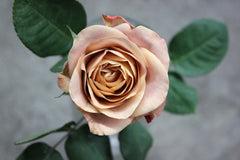 Cappuccino Rose Cuttings - 3 Super Rare Rooting or Grafting Cuttings - Rosa 'Cappuccino'