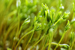 Organic Black Lentil Sprout Seeds - Non-GMO Healthy Sprouting Seeds for Home Gardening - Lens culinaris