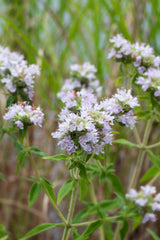 Mountain Mint Seeds - Non-GMO Herbal Variety - Pycnanthemum pilosum - Tracking Included