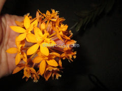 Epidendrum Orchid Cuttings - Dark Yellow - 2 Healthy Cuttings - Perfect for Home or Garden - Epidendrum spp.