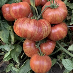 Vintage Beefsteak Tomato Seeds - 120+ Heirloom Wine Striped - Rare 1 lb - Perfect for Home Gardening, Solanum lycopersicum