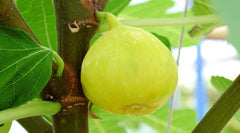 White Marseilles Fig Seeds - 100+ Count for Garden Planting - Ficus carica - USA Grown, Free Shipping