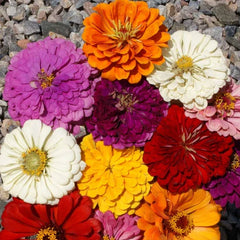 California Giants Zinnia Seeds - Mix of 7 Colors, Giant 5"+ Flowers, Zinnia elegans
