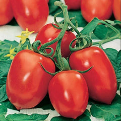 Roma Tomato Seeds - 30+ Organic Heirloom Seeds - Non-GMO - Solanum lycopersicum