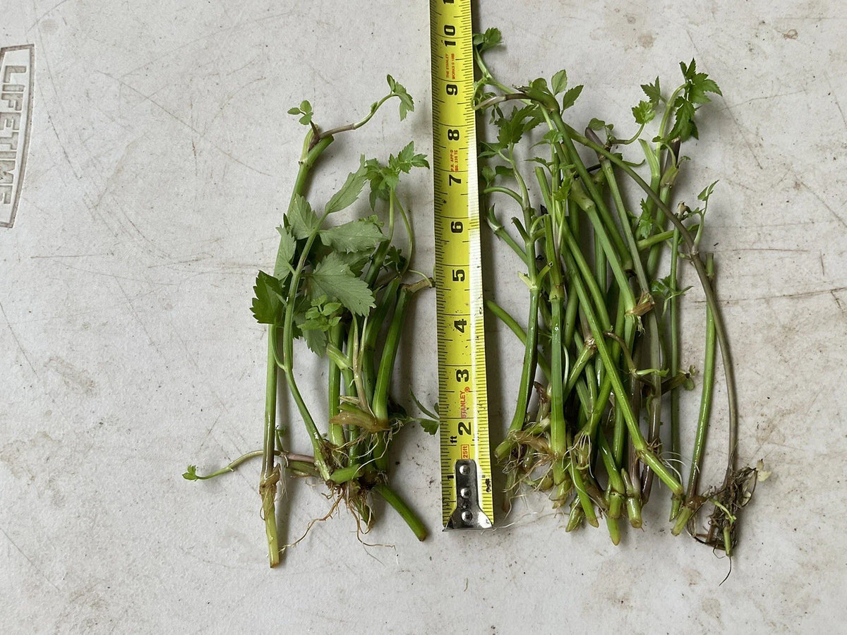 17 Bare Root Water Dropwort Plants, Oenanthe javanica (Minari), Aquatic Edible Herb, Fresh Watercress Replacement