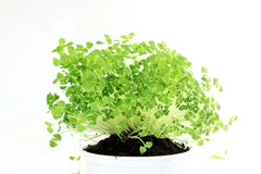 Chia Seeds for Planting - Organic Chia Microgreens (Salvia hispanica) - Non-GMO, Heirloom, Easy to Grow