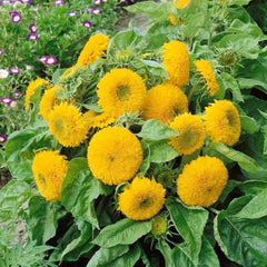 Double Dwarf Sunflower Seeds - 50+ Dwarf Teddy Bear - Sungold - Helianthus annuus