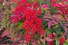 Heavenly Bamboo Seeds - 20 Seeds - Perfect for Hedge - Nandina domestica - Made in USA, Ships from Iowa
