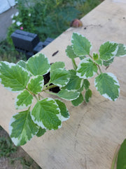 Variegated Cuban Oregano Plant 5 Inches - Mexican Mint, Spanish Thyme - Well Rooted, Plectranthus amboinicus