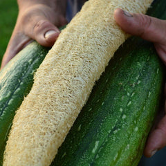 Luffa Gourd Seeds - 24 Count - Loofah Sponge Gourd - Dishcloth Gourd - Rare Variety - Ideal for Gardening