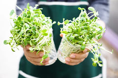 Sunflower Sprout Seeds - 200 Seeds - Organic, Non-GMO - Helianthus annuus - Grow Tasty Sprouts at Home