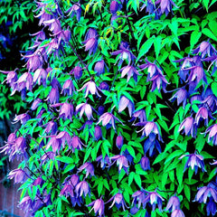 Blue Downy Clematis Seeds - 20 Hybrid Flower Seeds for Climber Plants - Hardy Vine (Clematis macropetala)