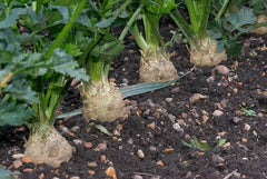 Celeriac Seeds - 1500 Count - Giant Prague Non-GMO - Apium graveolens var. rapaceum