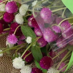 Gomphrena Seeds - Audray Mix - 25 Pack - Vibrant Annual Flower Seeds - Gomphrena globosa