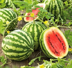 Crimson Sweet Watermelon Seeds - 25 Heirloom Seeds for 25 lbs Fruit - Citrullus lanatus