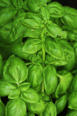 Sweet Basil Seeds, 500 Count, Culinary Herb, Ocimum basilicum, Non-GMO
