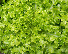 Salad Bowl Lettuce Seeds - 1200+ Non-GMO Heirloom Seeds for Home Gardening - Lactuca sativa