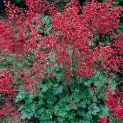 Heuchera Sanguineum Seeds - 'Bressingham Hybrids' 35+ Seeds - Coral Bells Perennial Plant, Colorful Foliage